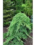 Juniperus procumbens Nana on shtamb купити